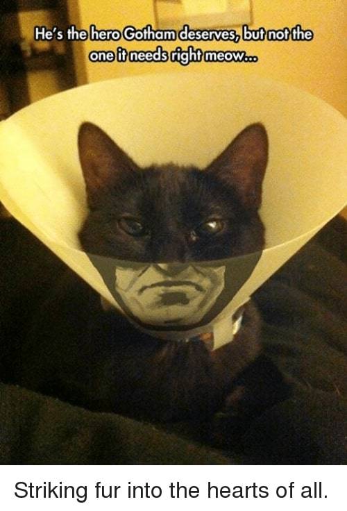 The hero we deserve meme The purrfect attire